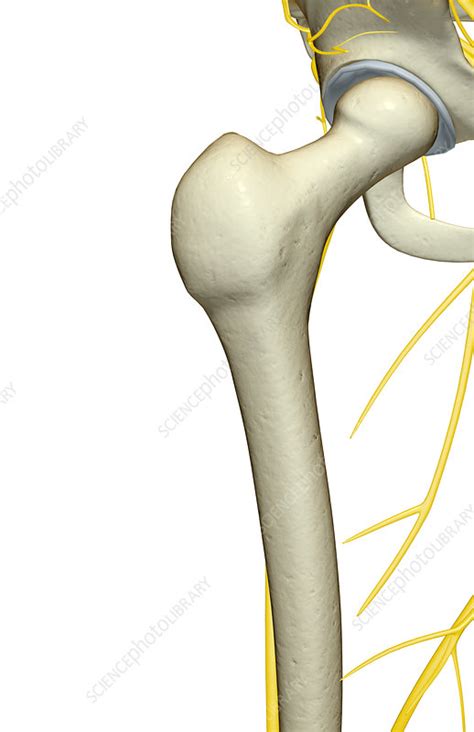 The Nerves Of The Hip Stock Image F0014319 Science Photo Library