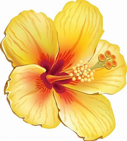 Clipart Flower Hibiscus Samoan Tropical Hawaiian Flowers