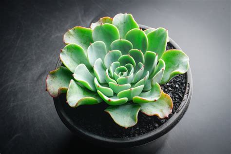 Echeveria Lara Let Love Grow Succulent And Cactus