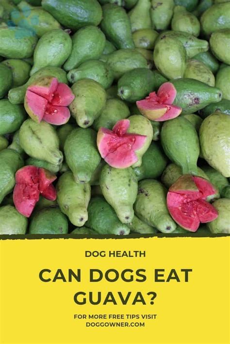 All the same, even safe fruits eaten in excess can upset a dog's normal digestion, causing vomiting, diarrhea, and cramping as a result. Can Dogs Eat Guava? The Answer Is... | DoggOwner