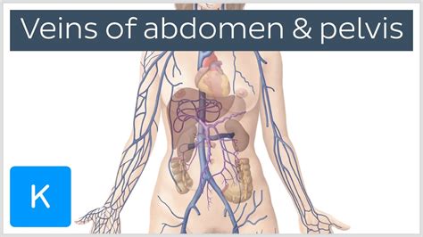 Veins Of The Abdomen And Pelvis Preview Human Anatomy Kenhub