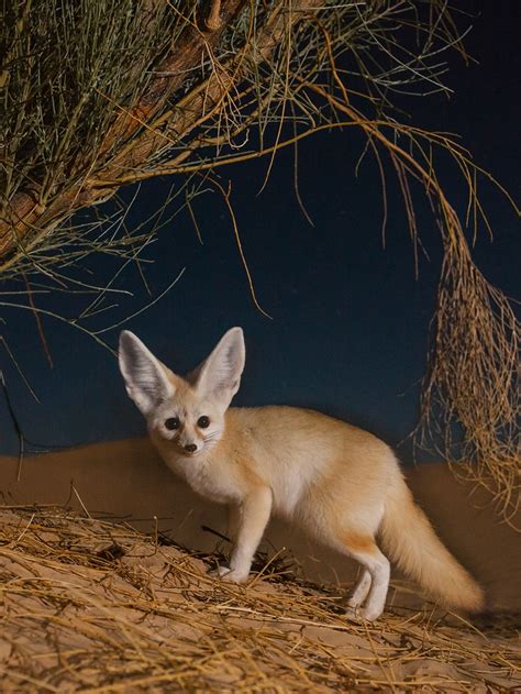 Animals In The Desert Region Of California