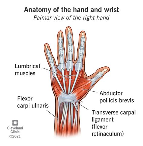 Anatomy Of The Hand Illustration Of Ligaments Muscles Tendons Bones