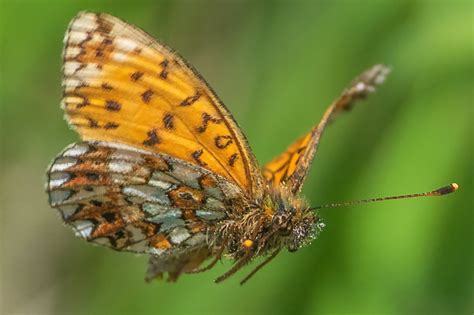 Photographer Takes Remarkable Images Of Endangered Butterfly Flying Off