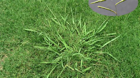 Dallisgrass Weed Killer Lawn Dork™