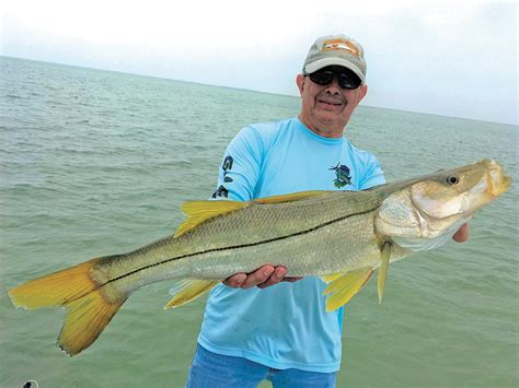 What Does A Snook Fish Look Like Fishing Form