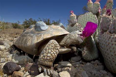 Habitat Is A Crucial Factor In Survivability Of Released Tortoises