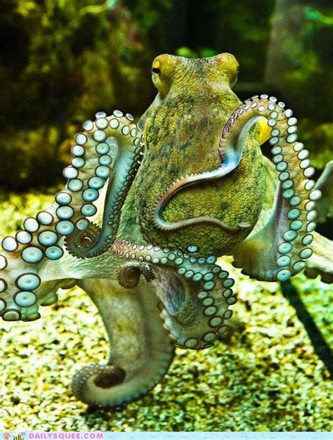 I Could See This Octopus Being The Color Inspiration For A Room On
