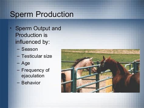 Equine Breeding And Reproduction