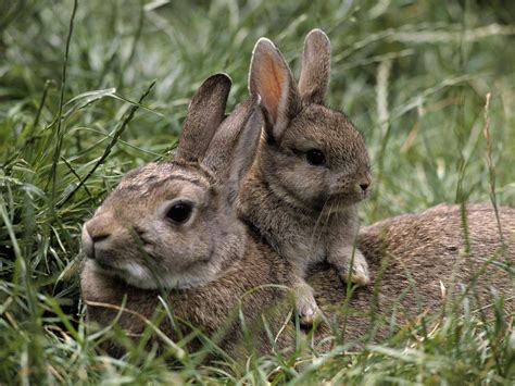 Rabbit And Baby Bunny Glossy Poster Picture Photo Print Cute Adorable