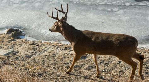 All We Need To Know About 160 Class Whitetail Deer