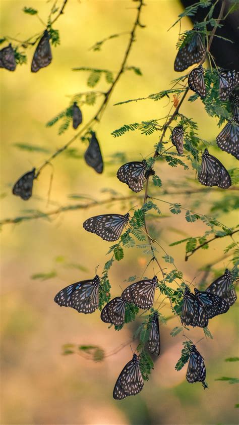Download Wallpaper 1350x2400 Butterflies Insects Branches Leaves