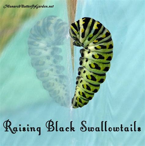 Black Swallowtail Caterpillars Spin A Silk Girdle Which Allows Them To