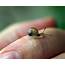 Baby  Snail Cute Animal Pictures Animals Friends