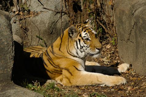 Amur Tiger Brookfield Zoo Dane Vandeputte Flickr