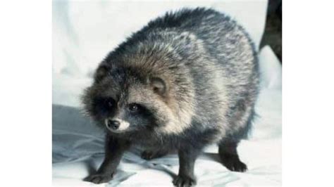 New Covid Origins Data Point To Raccoon Dogs In China Market Mint