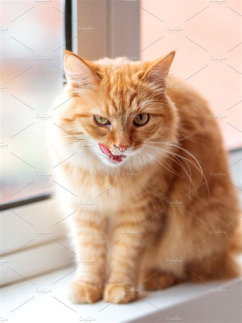 Cute Ginger Cat Licks High Quality Animal Stock Photos ~ Creative Market
