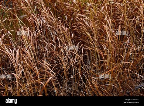 Long Dry Grass Hay As Background Texture For Design Stock Photo Alamy