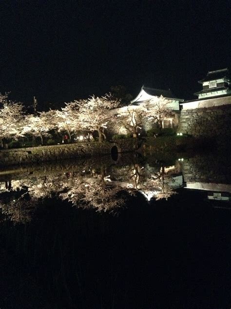 Cherry Blossoms At Night Behind The Ruins Of Fukuoka Castle Castle