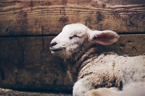 Lamb Of God Meaning Bible Verses And Applications