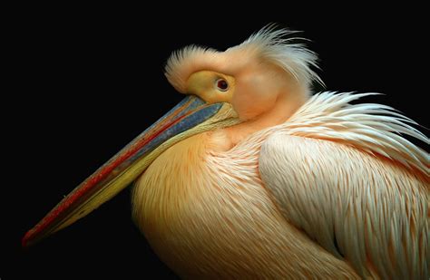 Pelican Portrait By Loramulle On 500px Portrait Pelican Photography