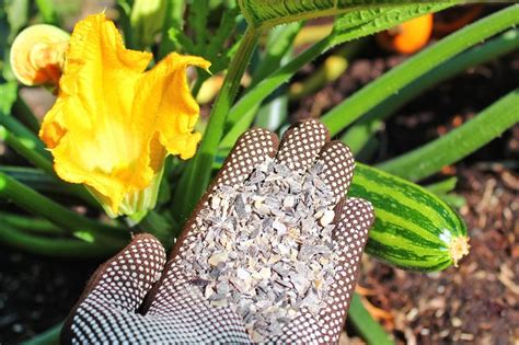 Maybe you would like to learn more about one of these? Richtig düngen mit Hornspänen