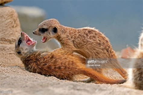 Meerkat Fighting Captive Germany High Res Stock Photo Getty Images
