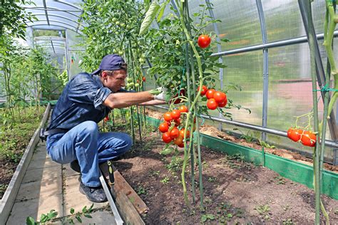 Cu Ndo Plantar Tomates C Mo Cultivar Tomates Paso A Paso