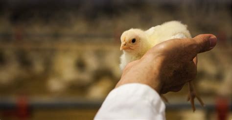Whats Replacing Antibiotics On Chicken Farms The Atlantic