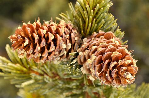 Bristlecone Pine Cones Photograph By Alli Stewart Fine Art America