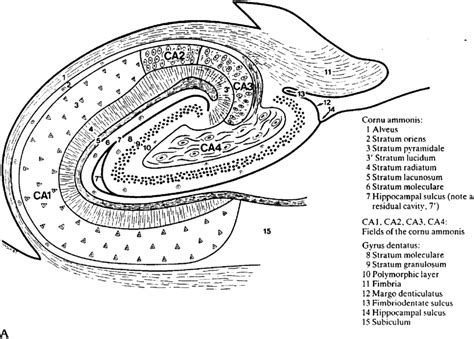 Hippocampal Morphology And Cytoarchitecture A Diagram Of A Transverse