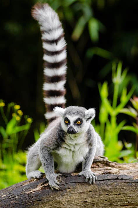 Fotos Gratis Naturaleza Animal Fauna Silvestre Zoo Mamífero