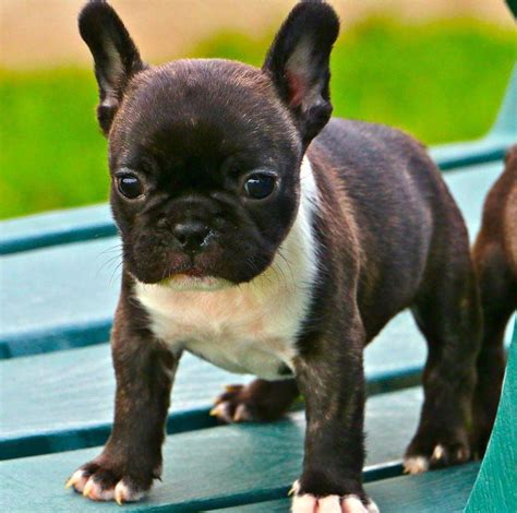 Lovable little brindle female french bull dog puppy!! Pin by Debbie Petty on For Frenchies Only | French bulldog ...