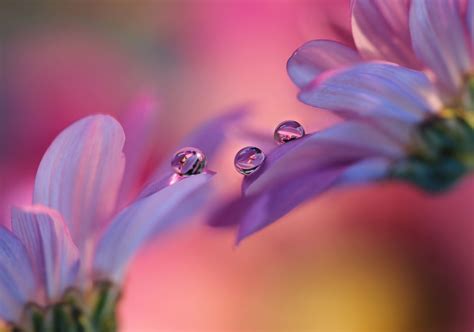 Download 1920x1348 Purple Flowers Petals Water Drops Macro