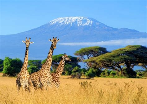 Climbing Mount Kilimanjaro How To Climb Mount Kilimanjaro For Beginners