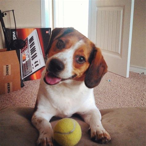 29 Ridiculously Happy Animals That Will Fill Your Heart With Joy