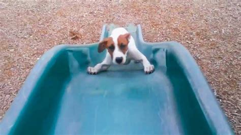Maybe you would like to learn more about one of these? Dogs and Puppies Playing on Slides (2018) - YouTube