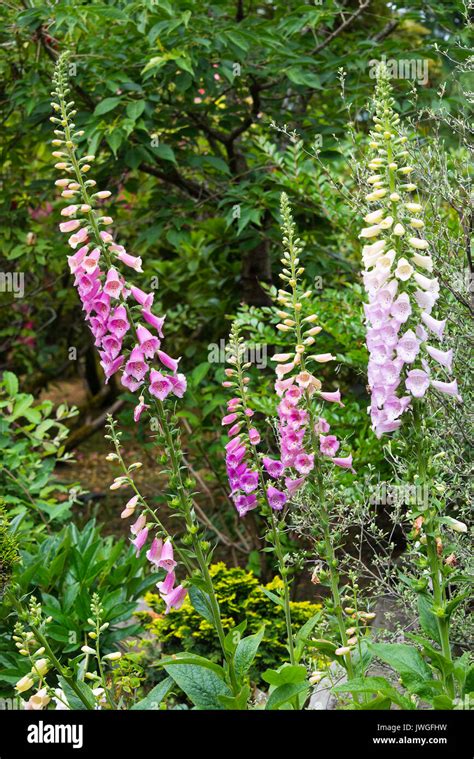Beautiful Erect Foxglove Flowers In Bloom In A Garden At Butchart
