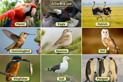 Types Of Birds In The World Design Talk