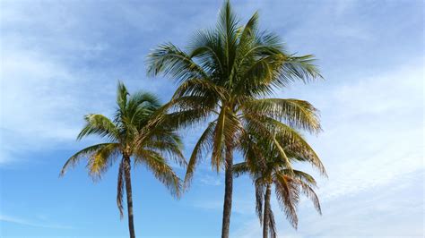 Download Wallpaper 1920x1080 Palm Trees Beach Sand Tropics Ocean