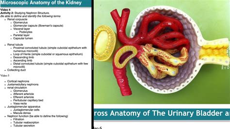 Microscopic Anatomy Of The Kidney Youtube