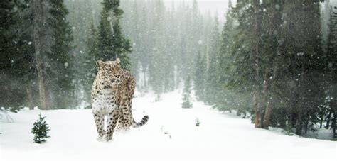 10 Best National Parks To Spot Snow Leopards In India Wildlifezones