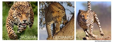 La Différence Entre Léopard Guépard Et Jaguar Expliquée South