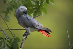 Craigslist African Gray Parrots For Sale