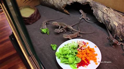 How long does it take to get a passport for a baby? How To Get Baby Bearded Dragons To Eat Salad - YouTube