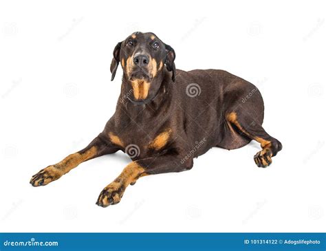 Overweight Doberman Pinscher Dog On White Stock Photo Image Of Full