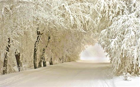 Earth Winter Nature Tree Road Snow White Wallpaper Background For