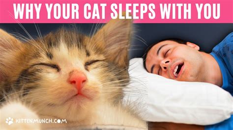 Why Your Cat Sleeps With You Youtube