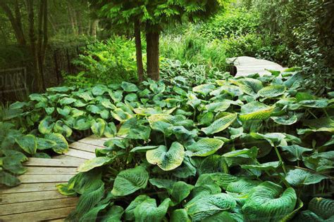 Exotic Plants With Large Green Leaves Growing Around Curved Wooden