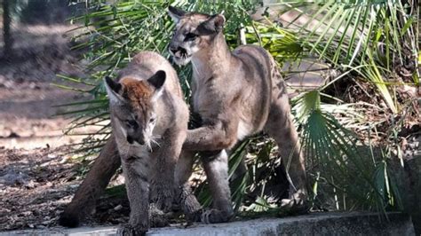 Endangered Florida Panther Kittens Find Forever Home At Wildlife